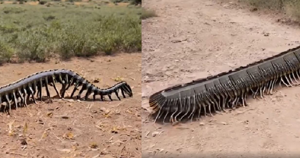 Arthropleura Millipede