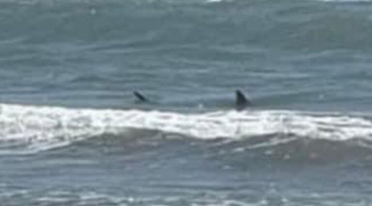 South Padre Island Shark Attack