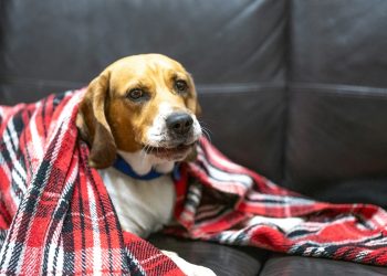NIH Beagle Lab