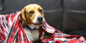 NIH Beagle Lab