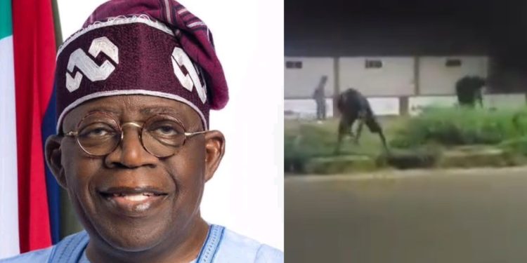 tinubu benue visit