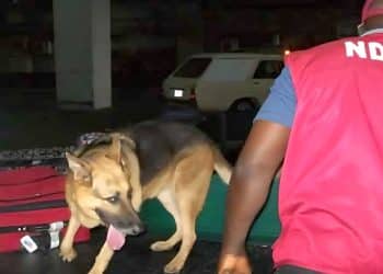 NDLEA sniffer dog facility