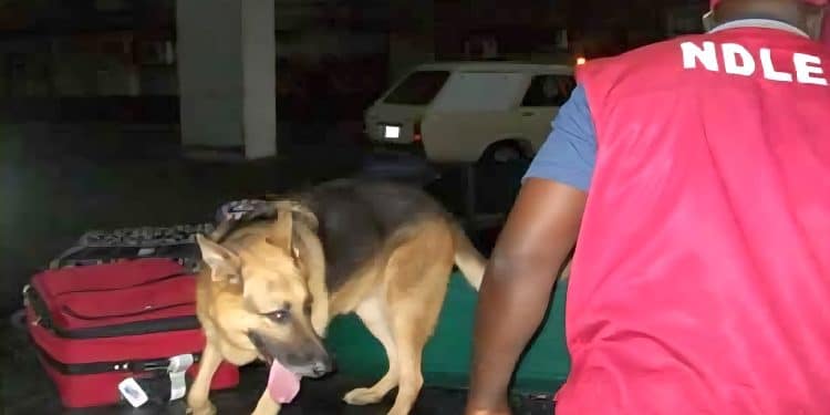 NDLEA sniffer dog facility