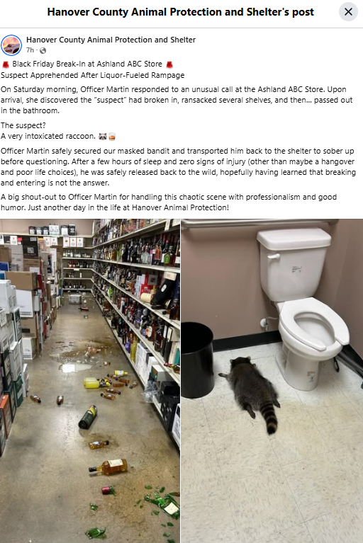 Drunk Raccoon Raids Virginia Liquor Store
