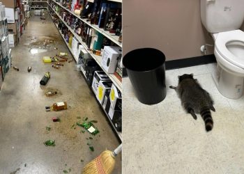 raccoon breaks into liquor store gets drunk