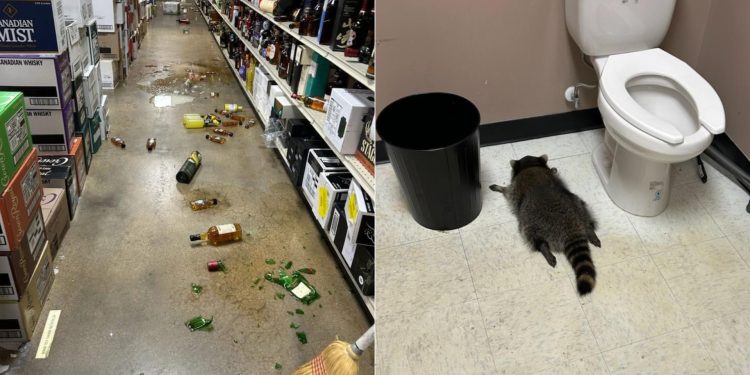 raccoon breaks into liquor store gets drunk