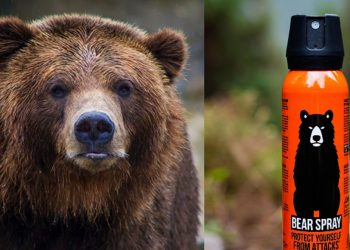 Lake County Deputy Hospitalized After Bear Spray Attack