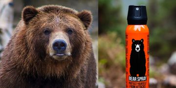 Lake County Deputy Hospitalized After Bear Spray Attack
