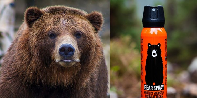 Lake County Deputy Hospitalized After Bear Spray Attack